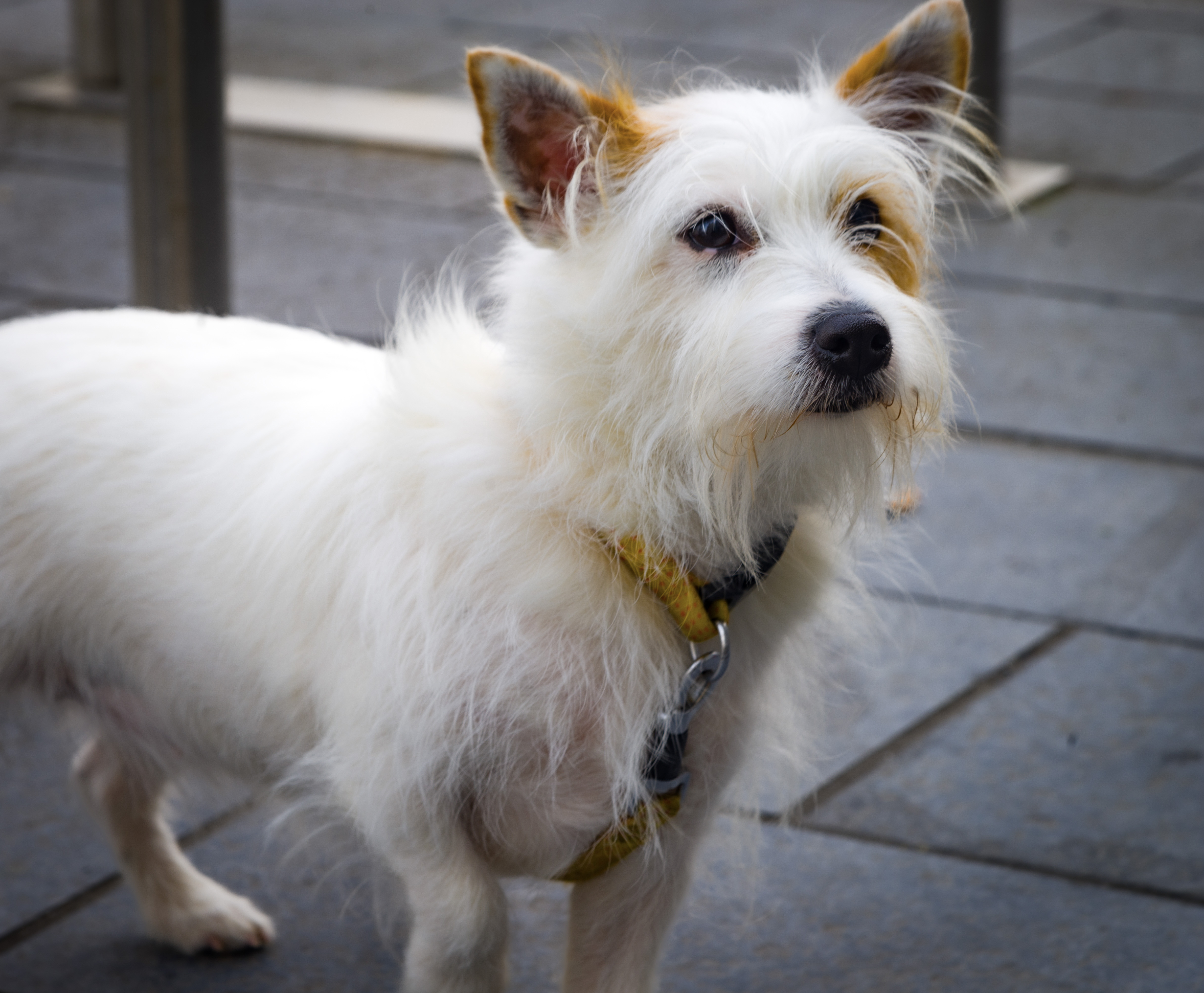 A white terrier with ginger ears and a ginger eyepatch waiting in castletown square.