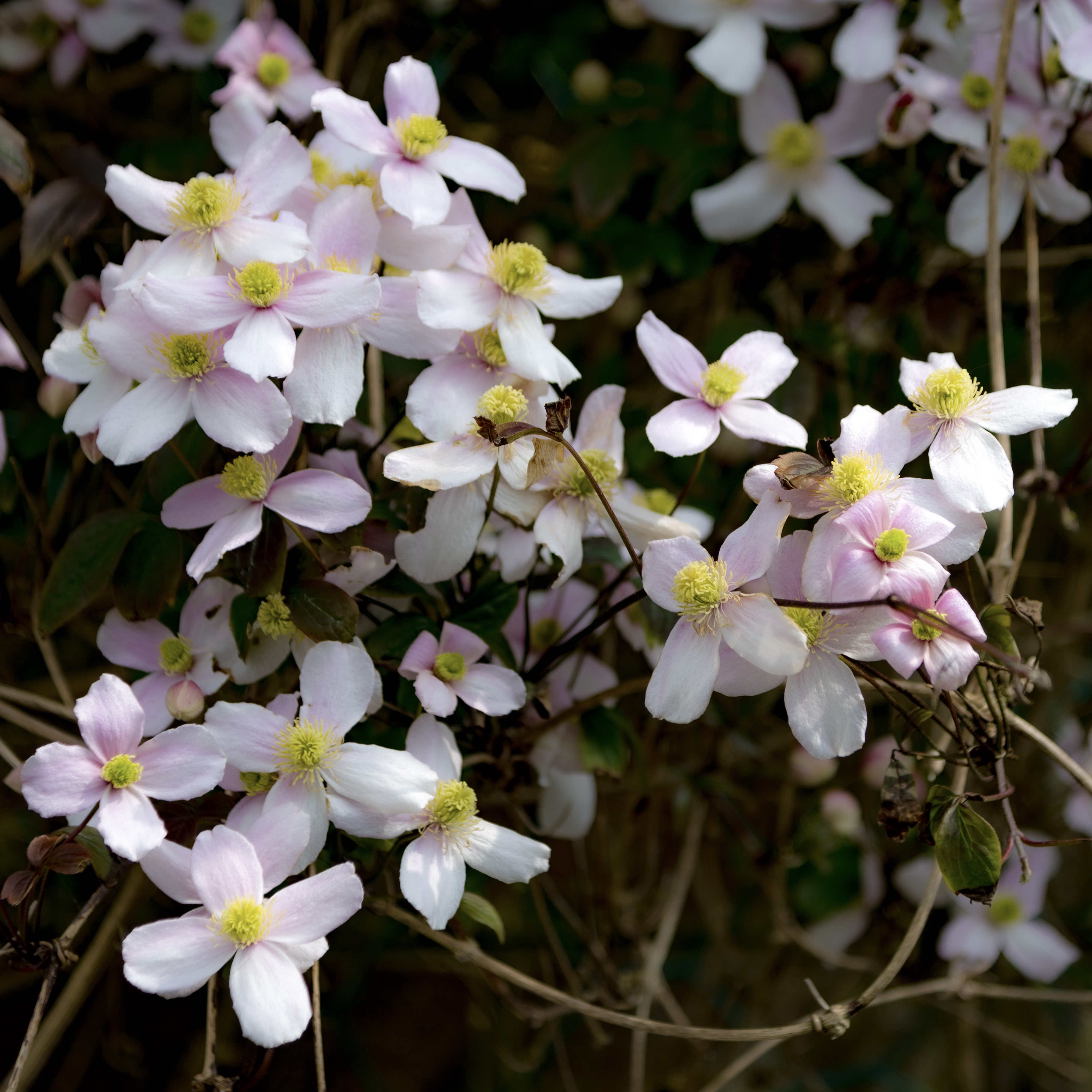 An image of several clematis flowers.