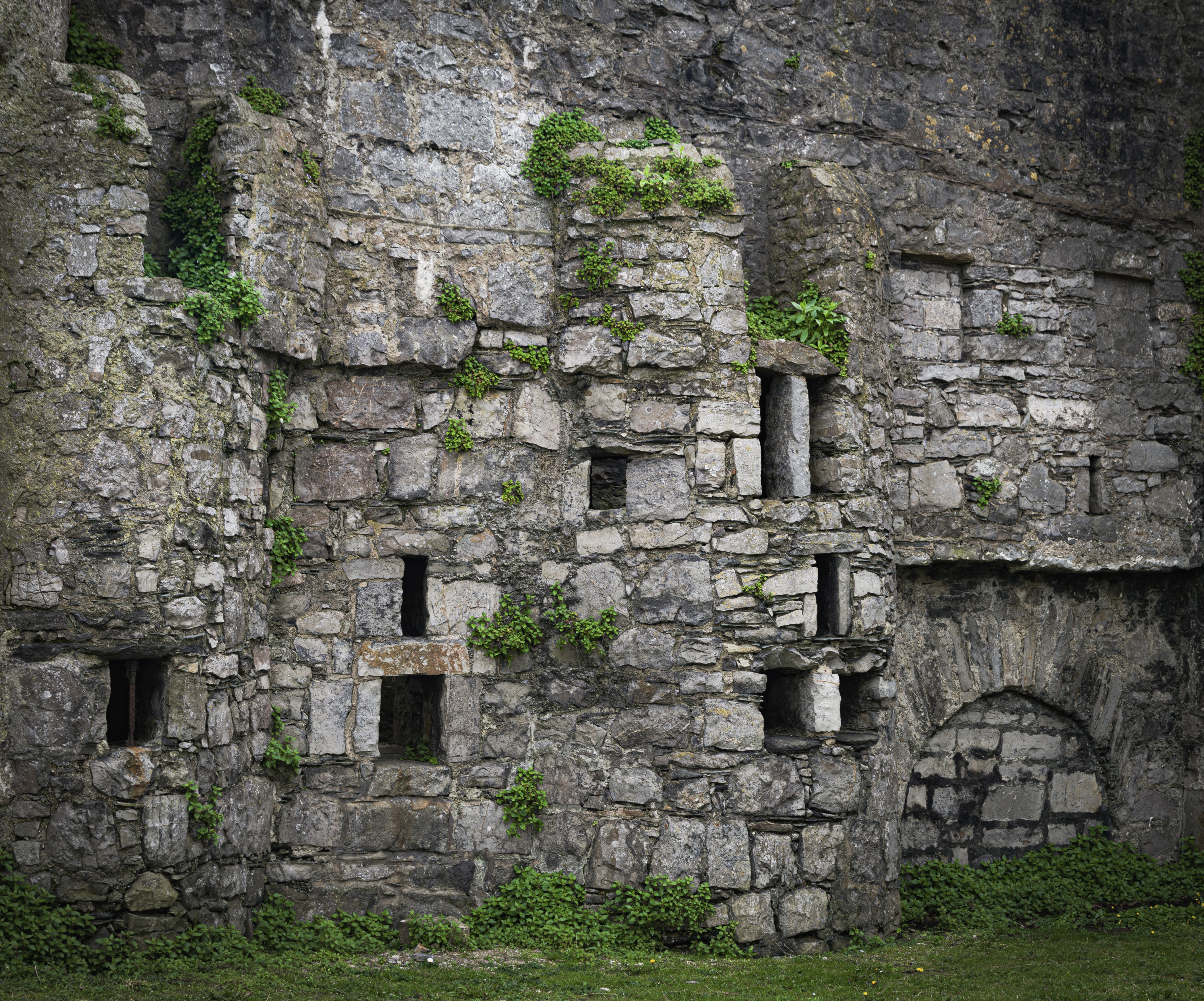 Several small windows appear in this portion of castle rushen’s wall, small leaves are growing throughout the stonework.