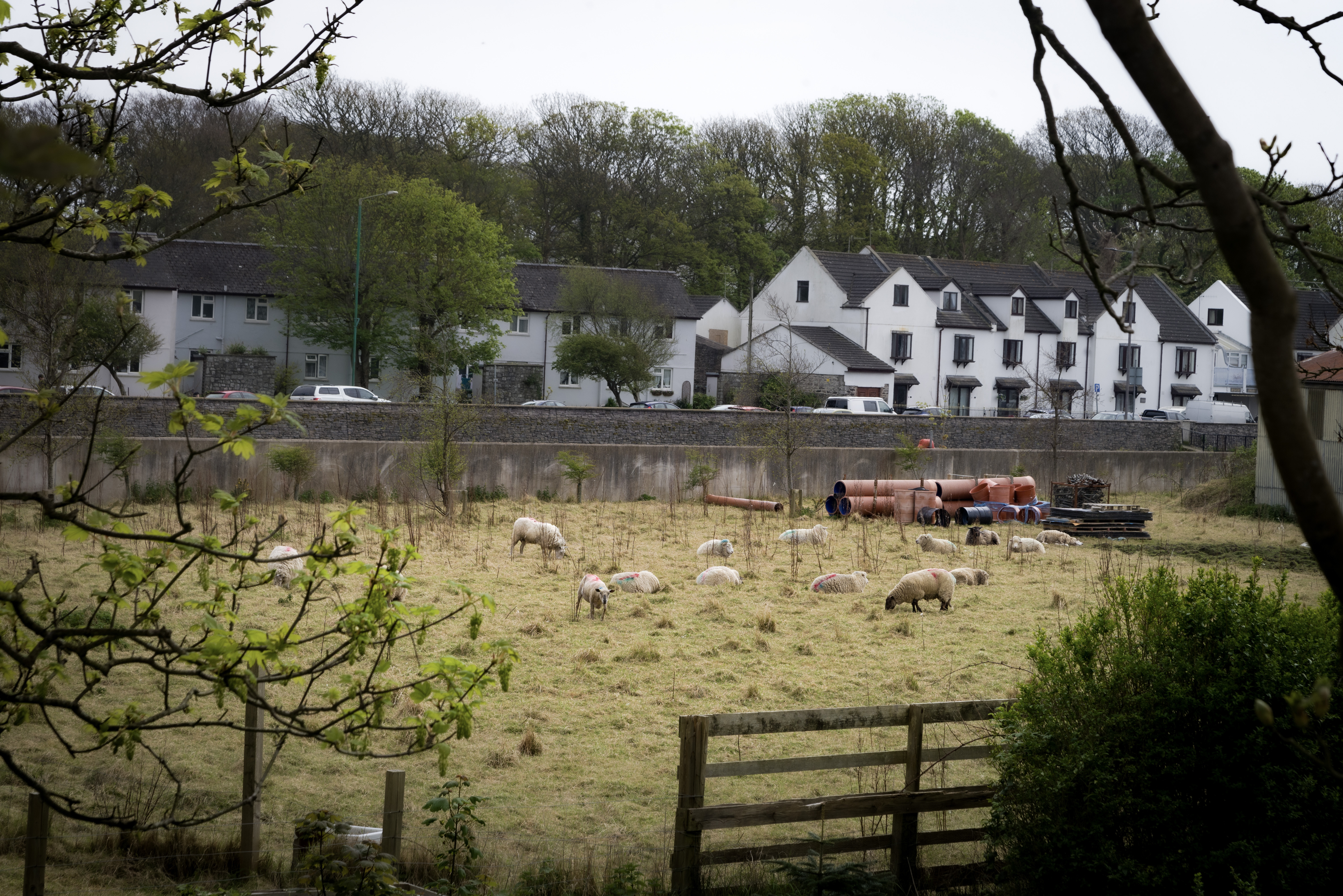 Several sheep are grazing along the river in a field that contains building materials. Beyond the river are row homes and trees. Another tree frames the scene from the foreground.