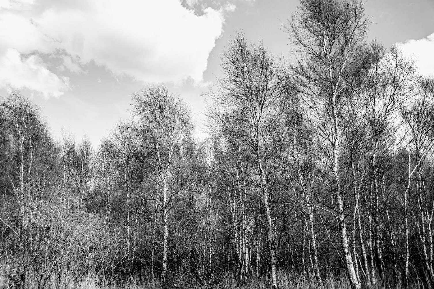 A black and white birch woodland near Geithoorn, NL