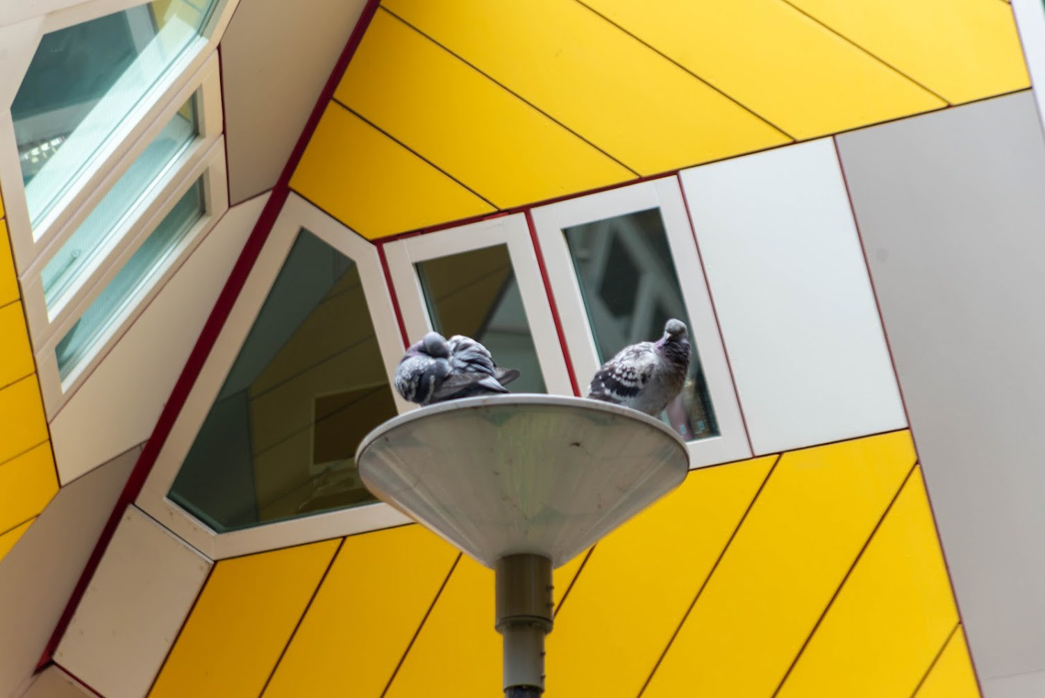 Pigeons nest on a lamp within the Kubus Haus structure, Rotterdam, NL