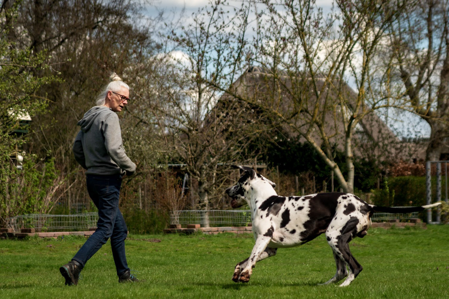 A man can be seen playing with his dog and enjoying the grass on a sunny day, Geithoorn, NL